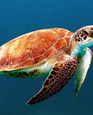 I built an app that does triangulation of points on the earth