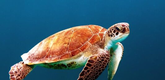 Apple sells 10 million iPhone 6 and iPhone 6 Pluses